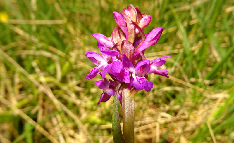 Dactylorhiza lapponica subsp. rhaetica